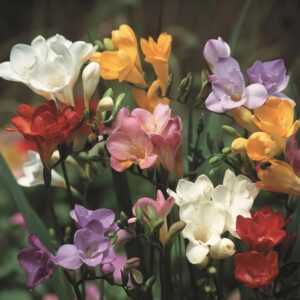 Freesias-Mixed Regular