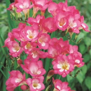 Freesias-Pink