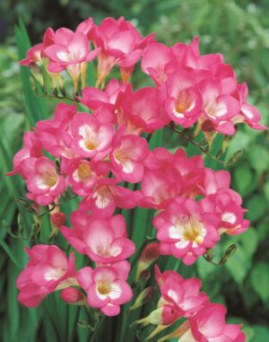 Freesias-Pink.jpg Freesias-Pink