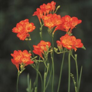 Freesias-Red with yellow