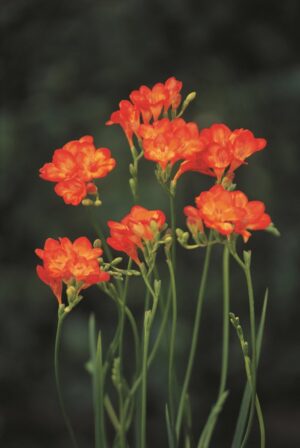 Freesias-Red with yellow