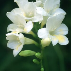 Freesias-White