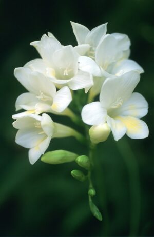 Freesias-White.jpg Freesias-White