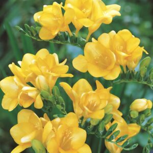 Freesias-Yellow