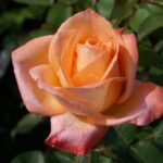 Frohsin’82 Hybrid Tea Rose 5lt