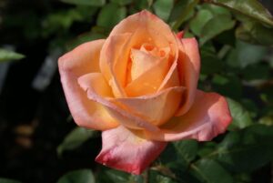 Frohsin’82 Hybrid Tea Rose 5lt