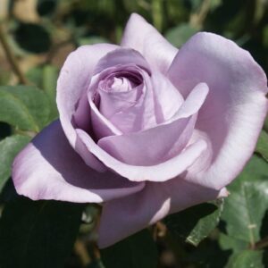 Galaxy Glow Hybrid Tea Rose 5lt