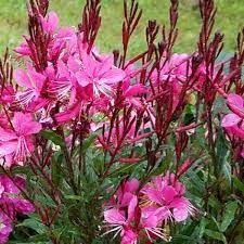 Gaura 4 Pack Tray
