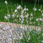 Gaura 'Sparkle White' 4 Pack Tray