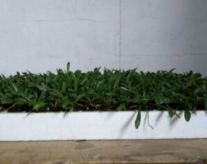 Gazania New Day Bright Orange 128 Plug Tray