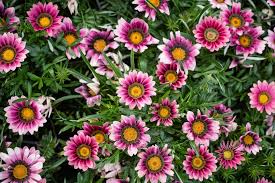 Gazania 'New Day Pink Shade' 128 Plug Tray
