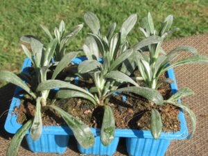 Gazania Rigens Gazoo Clear Yellow 6 Pack