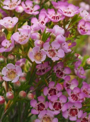Geraldton Wax 'Local Hero' 15cm Pot Geraldton Wax 'Local Hero' 15cm Pot