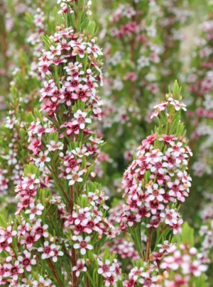 Geraldton Wax Plants for sale at clicknplant nursery