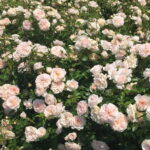 Granny-Dearest.jpg Granny Dearest Rose STD 90cm