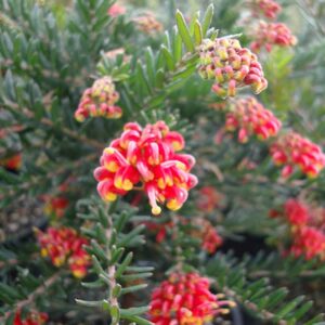 Grevillea Fireworks 15cm pot
