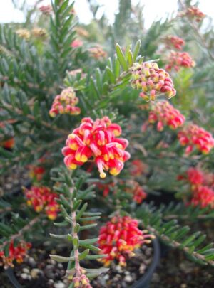 Grevillea Fireworks 15cm pot