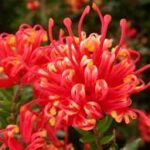 Grevillea Plant for sale at clicknplant nursery