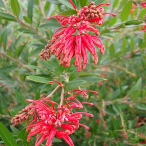 Grevillea Lady O 15cm pot