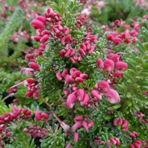 Grevillea Mount Tamboritha 15cm pot