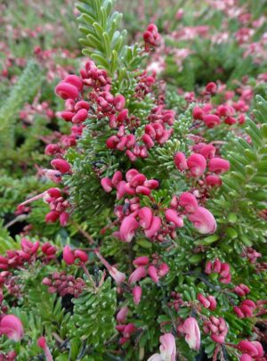 Grevillea Mount Tamboritha 15cm pot