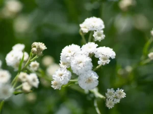 Gypsophila (Baby's Breath) 4 Pack Tray Gypsophila (Baby's Breath) 4 Pack Tray