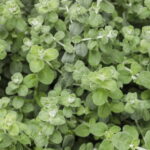 Helichrysum Petiolare 'Petite'  6 Pack