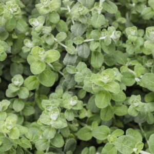 Helichrysum Petiolare 'Petite'  6 Pack