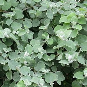 Helichrysum Petiolare (broadleaf) 6 Pack