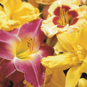 Hemerocallis Day Lilies Mixed Bulbs