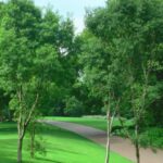 Heteropyxis Natalensis 600lt Common Name: Lavender Tree