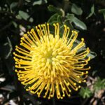 High-Gold.jpg Leucospermum High Gold (pincushion) 22cm Pot