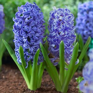Hyacinths Bulbs-Blue
