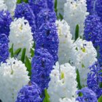 Hyacinths Bulbs-White and Blue Mix
