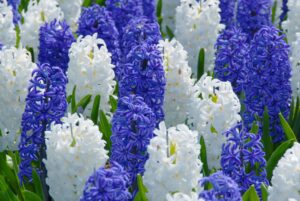 Hyacinths Bulbs-White and Blue Mix