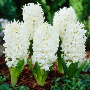 Hyacinths Bulbs-White