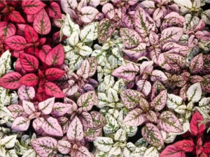 Hypoestes Confetti Compact White 4 Pack Tray