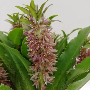 Eucomis Vandermerwei Bulbs Eucomis Vandermerwei Bulbs
