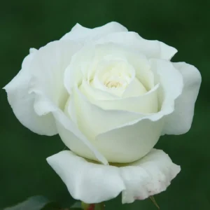 Icegirl Panarosa Rose 5lt