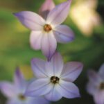 Ipheion Bulbs (Spring Star Flower)-Value Pack
