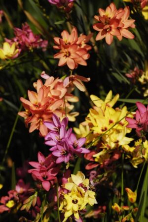 Ixia-2-hadeco.jpg Ixias Mixed Bulbs
