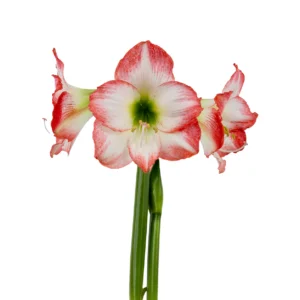 Amaryllis Sonata Single - "Jester™" Bulbs