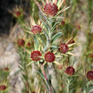 Leucadendron Jubilee Crown 22cm Pot