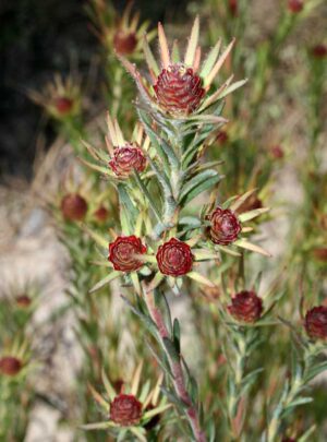 Leucadendron Jubilee Crown 22cm Pot