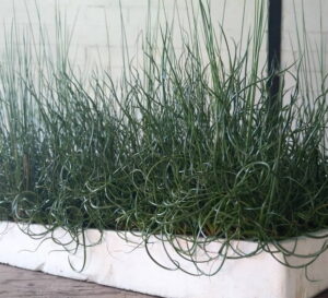 Juncus Spiralis Twister 128 Plug Tray