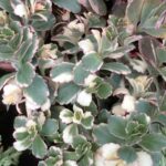 Kalanchoe Fedtschenkoi Variegata 128 Plug Tray