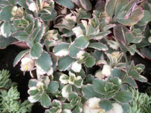 Kalanchoe Fedtschenkoi Variegata 128 Plug Tray