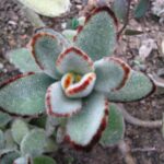 Kalanchoe Tomentosa 128 Plug Tray Kalanchoe Tomentosa 128 Plug Tray