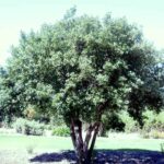 Kiggelaria Africana 1000lt Common Name: Wild Peach Tree