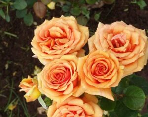 King David's Rose 19cm